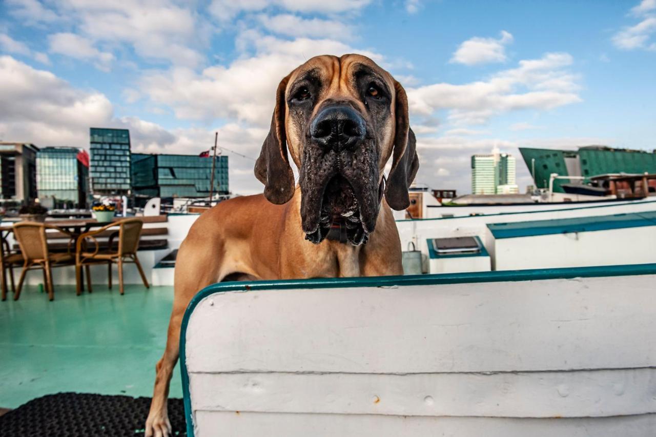 Amsterdam Hotelboat Ngoại thất bức ảnh